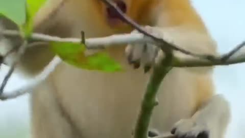 Proboscis monkey makes giant leap of faith into crocodile-infested waters 👀