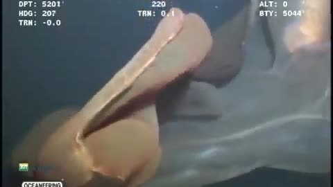 MASSIVE Sea creature captured on Video near Oil Rig