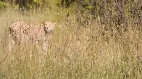 Touching Story ! Lion Becomes Gentle To Adopt Cheetah's Cubs - Cheetah Vs ,Oryx-2