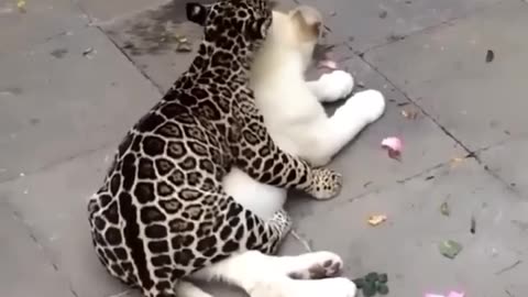 Cuffing and Cuddling 😳😻 | @blackjaguarwhitetiger