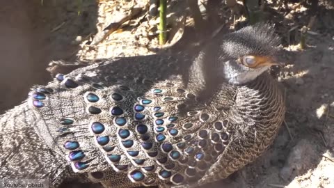 Most Beautiful Peacocks in the World