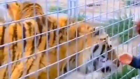 Siberian Tiger with Impressive Size