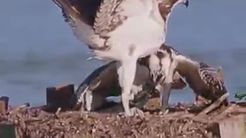 The Osprey Family - The Youngest Chick Practicing Taking Fish From Parent _nature wildlife