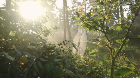 Forest Nature Landscape Morning Magic Leaves