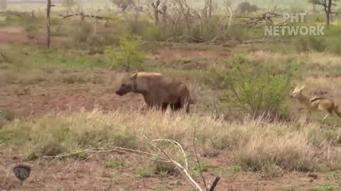 Lion Family In Turn Sacrifice When Suddenly Attack by Herd Of Crazy Buffalo, Animal Planet Discovery