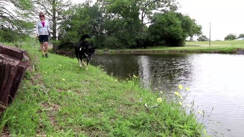 Anti-aging experiment on dogs could help humans