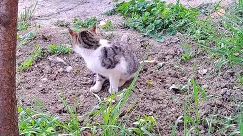 A pregnant Cat and a male Cat are very friendly.