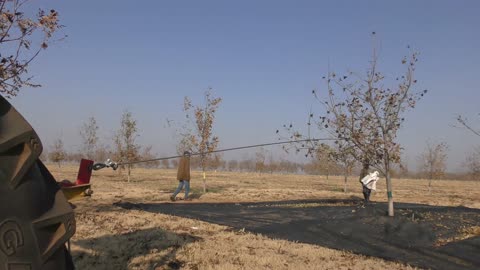 Pecan nuts harvesting