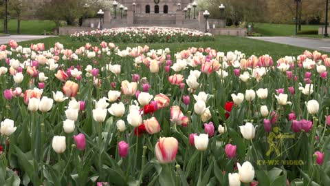 04-15-21 Frankfort, KY Thousands of Tulips