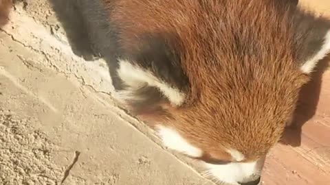 Raccoon basking in the sun