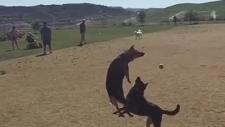 Dog collision results in epic face-plant