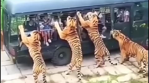 Tigers Attacked A Van