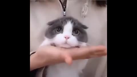 verry funny cat.my cat videos