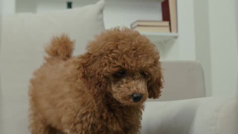 A Cute Poodle on the Couch!