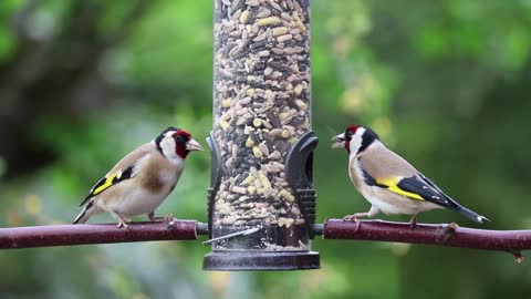 Goldfinches Songbirds Birds Garden Birds Colourful