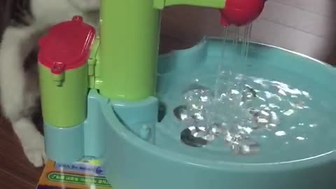 A cat interested in water in a sink toy.