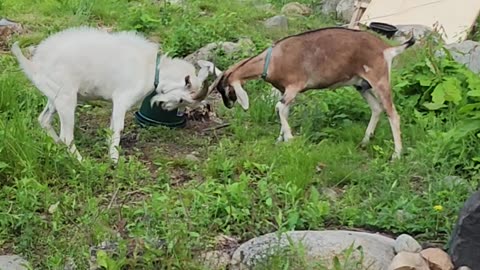 Flock it Farm: Feta and Weed goats at play