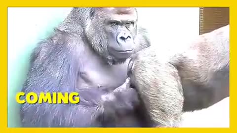 gorilla mating