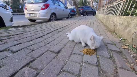 When Angry White Cat Attacks other cats_ other cats don_t stand a chance