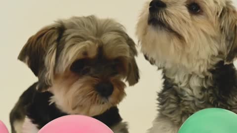 Dogs loves balloons