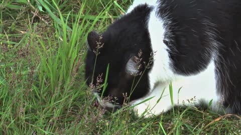 Cat Eating a Mouse in the Grass