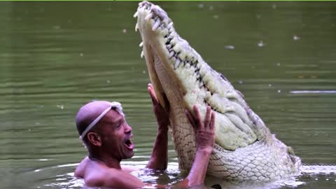 Pet Crocodile . would you have the courage
