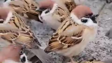 Beautiful Birds