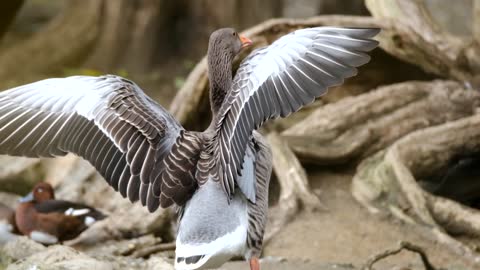 Goose Greylag Goose Water Bird Wing Beat Bird 🌴🌴