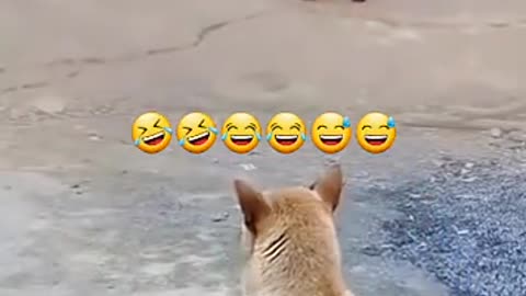 Dog and the chikan funny video