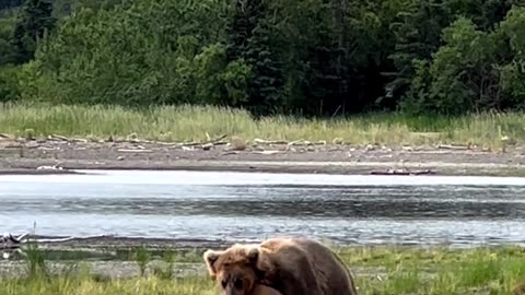 Bear mating