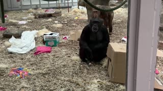 Chimps React to Man's Prosthetic Leg