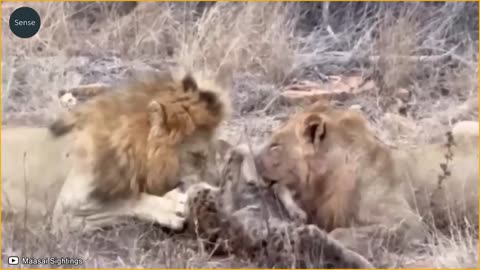 15 Brutal Lion Destroys The Entire Family Of Hyenas