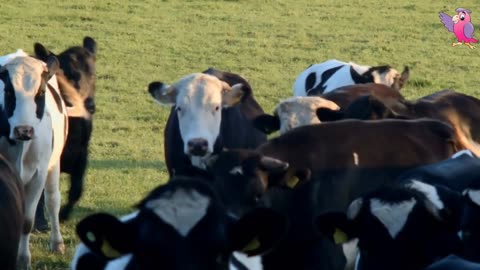 cow video - cows mooing and grazing in a green field