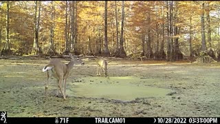 Trail cam pickup, LARGE BUCK