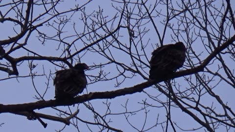 Turkey Vultures