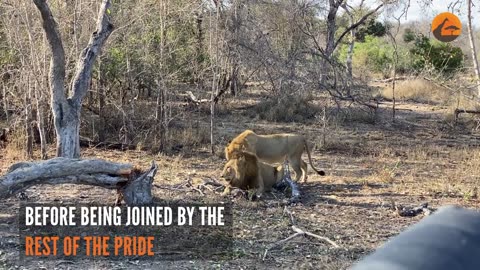 Male Lion Takes Out Wild Dog Pups.