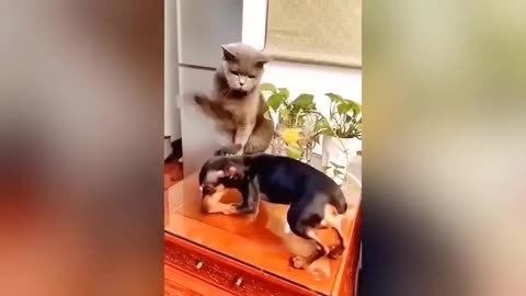 **😱 ** Watch This Unbelievable Cat vs. Dog Fight! Who Wins?😆😱