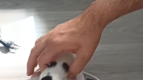 Cat Mom Carries Her Kitten Back