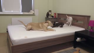Perros tiene épica batalla por el dominio de la cama mientras los gatos observan