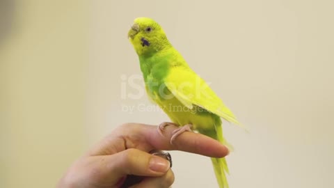 Hand painted Yellow budgerigar parrot video