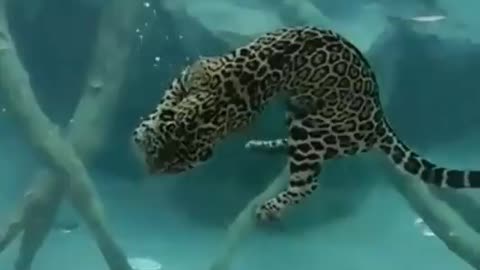 A Leopard Hunting Underwater