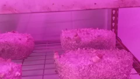 No contamination! open air bulk mushroom grow