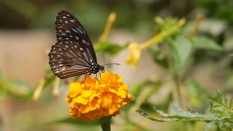 #Nature"Nectar Sip Serenade: A Butterfly's Delightful Dance in Nature"