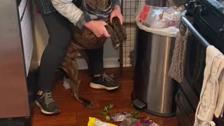 Making Louis the Catahoula Clean up His Trash Mess