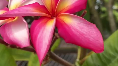 Just a few plumeria clips to brighten your day