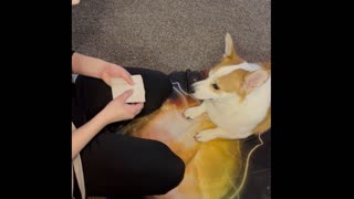 Jasper the corgi has your Divine message!