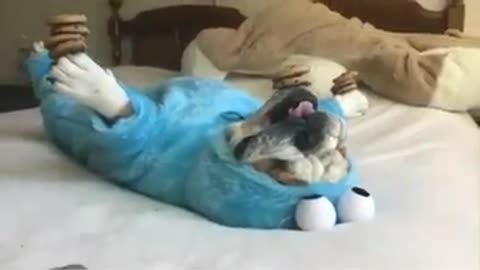 Funny Pug Video Dog Balancing biscuits like plates on a stick balance in a blue muppet costume