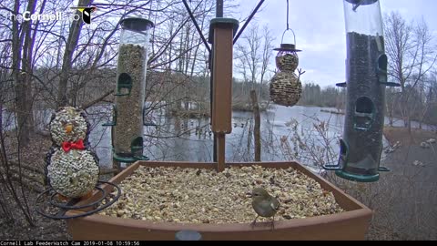 American Goldfinches Flock To Cornell Feeders – Jan. 8, 2019