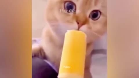 Most Funny videos 😂 | Dog and cat funny🐶🐕, Comedy, #funniestanimals #animals
