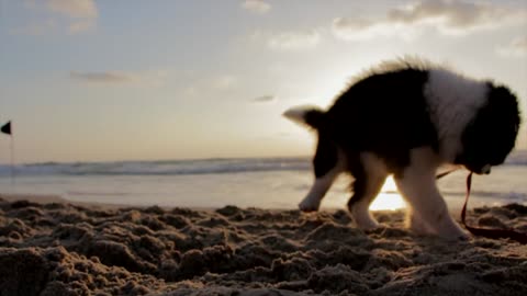 puppy dog playful beach